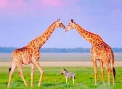 7-Day Great Migration Experience At Mara River Crossing Safari Tour