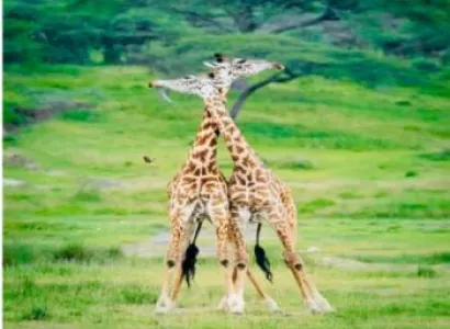 4-Day Tarangire - Serengeti - Ngorongoro Mid-Range Safari Tour