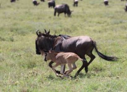 30 Day Itinerary For Volunteers In Tanzania And Rwanda Tour