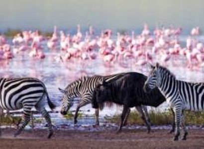 Kenya’s Ultimate Safari - Masai Mara - Lake Nakuru - Amboseli And Tsavo East Tour