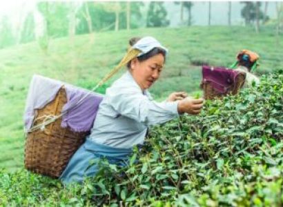 Darjeeling - Mirik 4N - 5D Tour