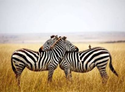 🌍 4 Days / 3 Nights – Serengeti & Ngorongoro Safari