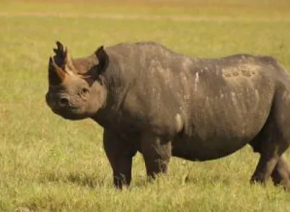 6-Day Season for the Calving of Wildebeest in Ndutu Area