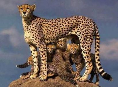 5-Day Midrange Group Joining Safari