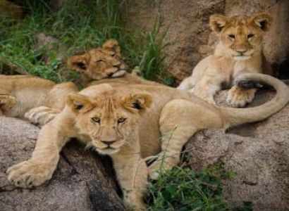 03Days-The Best Of Ngorongoro Crater And Tarangire Tour