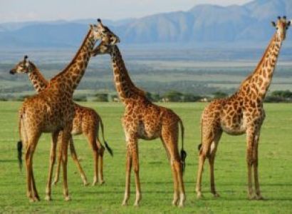 08-Days Tanzania Safari And Zanzibar Escape Tour