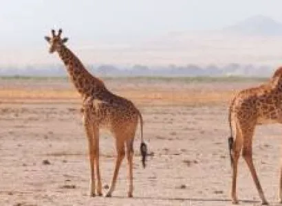 6Days - 5Nights Mamba Experience Tour