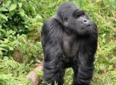2 Days Of Gorilla Trekking In Rwanda Tour