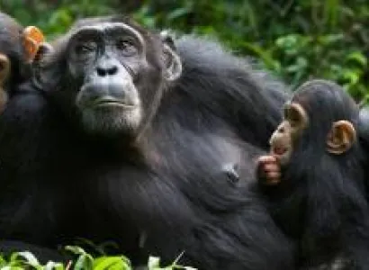 7 Days - 6 Nights Rwanda’s Primate Connect Tour