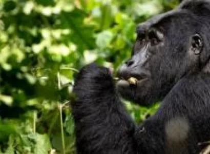 3-Day Gorilla Trek In Uganda Tour