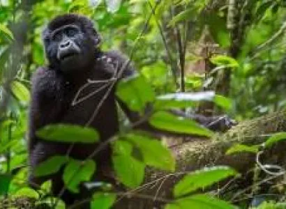 Spend 4 Days Gorilla Trekking In Uganda Tour
