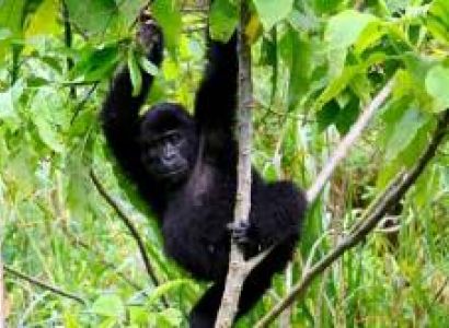 7 Days - 6 Nights Uganda Gorilla And Game Safari Tour