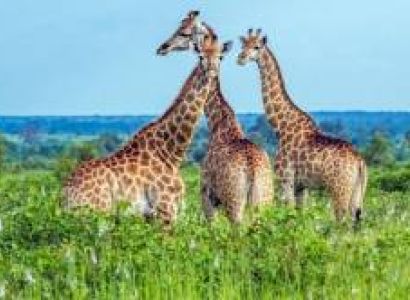 A 10 Day Blend Of Kenya - Tanzania 6 Parks And Reserves - 3 In Each Country