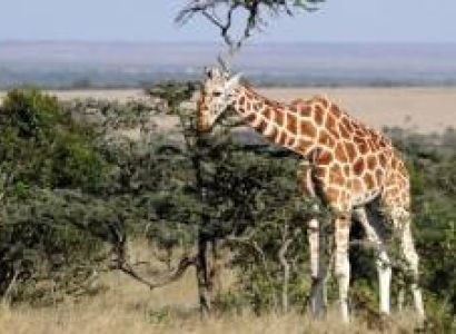 For 12 Days - The Best Of Kenya - Tanzania Safari Experience The Wonder Of 8 Extraordinary Parks