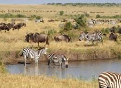 8 Days Nairobi - Amboseli - Lake Naivasha - Masai Mara Safari Package