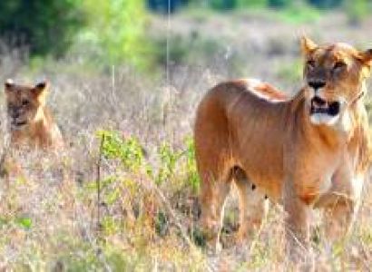 6Days 5Nights Kenya Safaris Tour