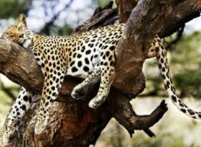 14 Days Kenya Grand Slam Of Game Drives Tour
