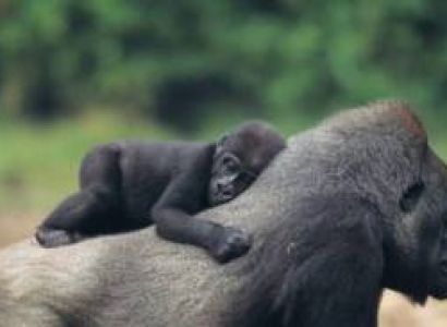 6 Days Uganda - Wildlife Safari - Gorilla Trekking Tour