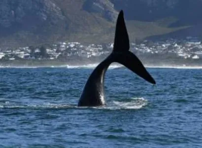 6 Days South Africa - Cape Town - Whales And Wines Tour