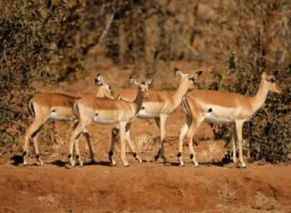 18 Days South Africa - Circling The North With Kruger - Beach Tour