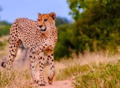 12 Days South Africa - Submerged In Safaris And Nature Tour