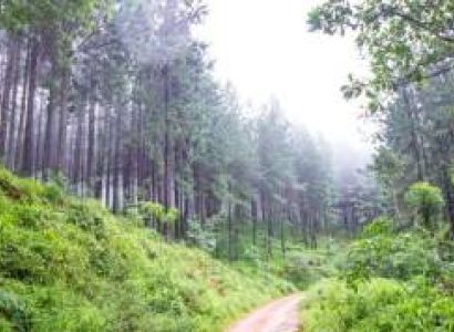 7 Days South Africa -  Jacarandas Safari And Hiking Tour