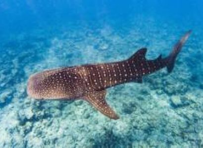 Swimming With Whale Sharks Near Diani Beach Tour