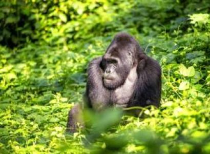 Mountain Gorilla Trekking In Bwindi Impenetrable National Park Tour