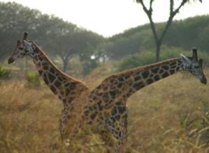 Nguuni Nature Sanctuary - Guided Hike - Giraffe Watching And Sundowner With Bonfire Tour