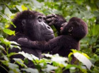 Gorilla Trekking In Mgahinga Gorilla National Park Tour
