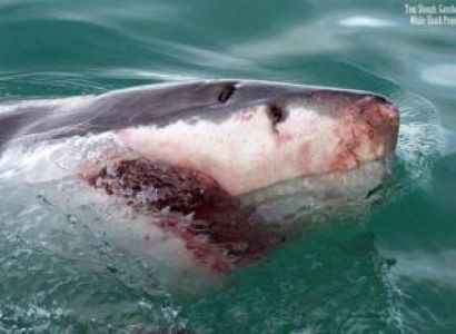Close Encounters With Great Whites On A Shark Cage Dive Tour