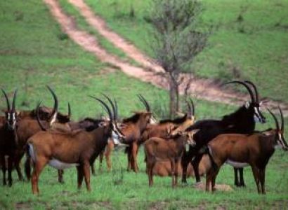 Safari In Shimba Hills National Reserve - Hike To Sheldrick Falls Tour