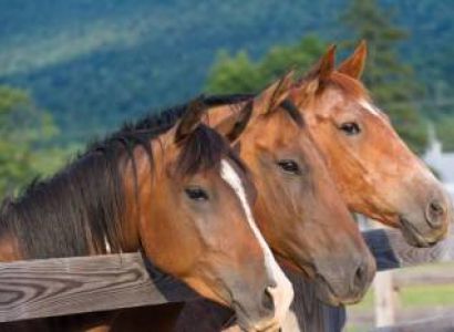 Horse-Riding Safari In Lake Mburo National Park Tour