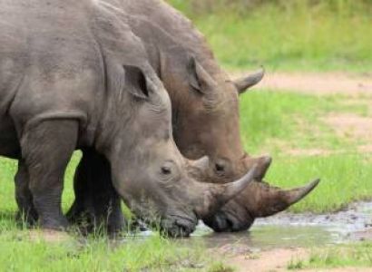 Rhino Trekking At Ziwa Rhino Sanctuary Tour