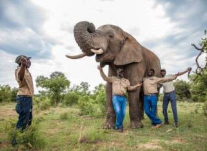Adventure With The Elephants In Bela-Bela Tour