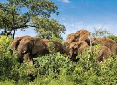 Close interaction With Elephants At Elephant Whispers
