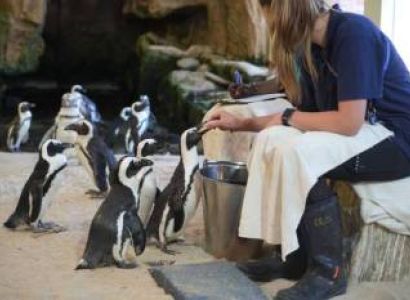 Personal Penguin Experience At Two Oceans Aquarium - Cape Town