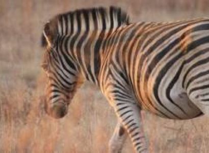 Game Drive In Groenkloof Nature Reserve Tour