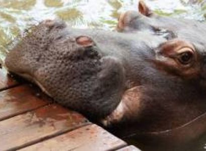 Meet Jessica The Hippo Tour