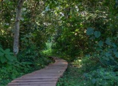 Swamp Walk In Bigodi Wetland Sanctuary At Kibale National Park
