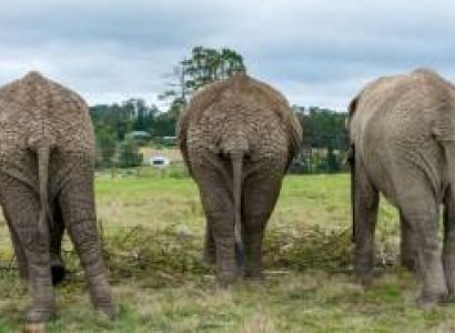 Elephant Experience In Knysna Elephant Park Tour