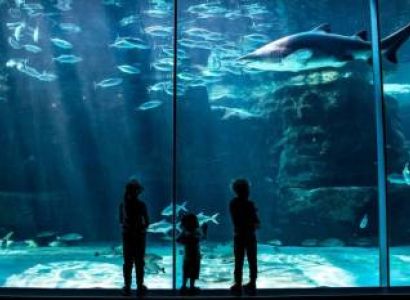 Visit Two Oceans Aquarium In Cape Town Tour