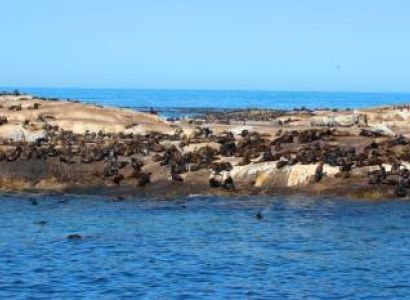 Hout Bay And Seal Island Cruise Tour