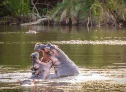 Walking Safari In Lake Mburo National Park Tour