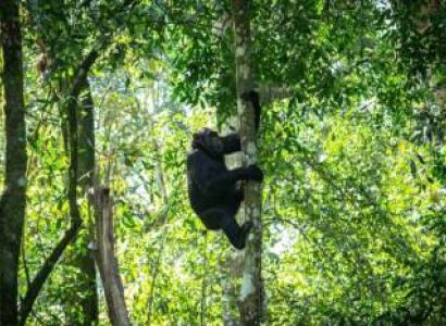 Chimpanzee Trekking In Murchison Fall’s Budongo Forest Tour