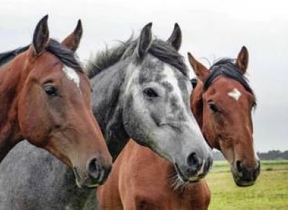Horse-Riding In Jinja Tour