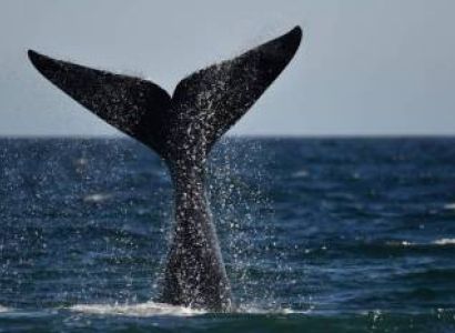 Whale Cruise In Hermanus Tour