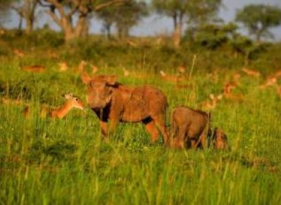 Sunset Cruise In Murchison Falls National Park Tour