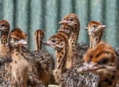 Traditional Ostrich Tour At High Gate Ostrich Farm Tour