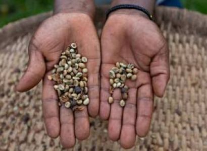Tour The Small Coffee Plantations Near Sipi Falls